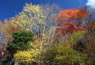天竜峡の紅葉